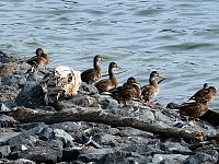 Bild: Sommerabend am Stausee Kelbra
