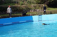 Bild: Hundedeschwimmen