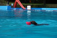 Bild: Hundeschwimmen