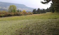 Für Bienen-Ragwurz und Spargelerbse Bild: Für Bienen-Ragwurz und Spargelerbse