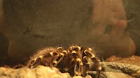 Bild: Spinnen- und Insektenschau in Sundhausen