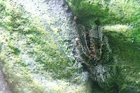 Bild: Spinnen- und Insektenschau in Sundhausen