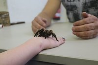 Bild: Spinnen- und Insektenschau in Sundhausen