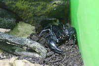 Bild: Spinnen- und Insektenschau in Sundhausen