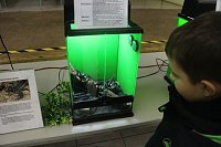 Bild: Spinnen- und Insektenschau in Sundhausen
