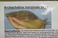 Bild: Spinnen- und Insektenschau in Sundhausen