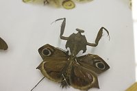 Bild: Spinnen- und Insektenschau in Sundhausen