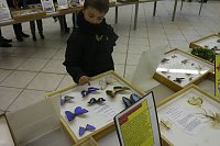 Bild: Spinnen- und Insektenschau in Sundhausen