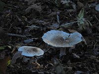 Bild: Pilze und Sonne bei Petersdorf
