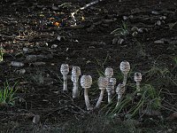 Bild: Pilze und Sonne bei Petersdorf