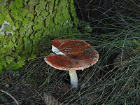Bild: Pilze und Sonne bei Petersdorf