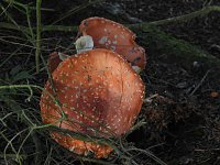 Bild: Pilze und Sonne bei Petersdorf
