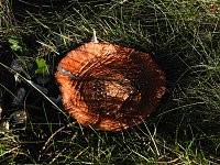 Bild: Pilze und Sonne bei Petersdorf