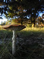 Bild: Pilze und Sonne bei Petersdorf