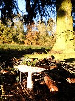 Bild: Pilze und Sonne bei Petersdorf