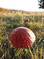 Bild: Pilze und Sonne bei Petersdorf