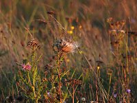 Bild: Pilze und Sonne bei Petersdorf