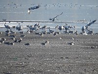Bild: Kraniche im Anflug