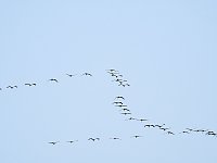 Bild: Kraniche im Anflug