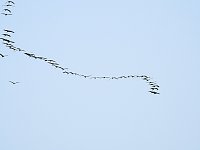 Bild: Kraniche im Anflug