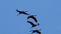 Bild: Kraniche im Anflug