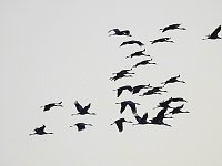 Bild: Kraniche im Anflug
