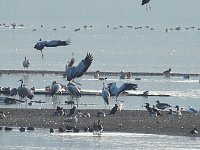 Bild: Kraniche im Anflug