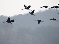 Bild: Kraniche im Anflug