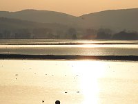 Bild: Kraniche im Anflug