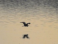 Bild: Kraniche im Anflug