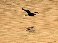 Bild: Kraniche im Anflug