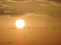 Bild: Kraniche im Anflug