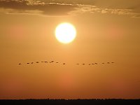 Bild: Kraniche im Anflug