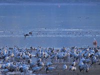 Bild: Kraniche im Anflug