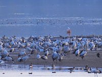 Bild: Kraniche im Anflug