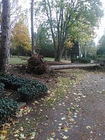Bild: Umgest&uuml;rzte B&auml;ume auf dem Hauptfriedhof