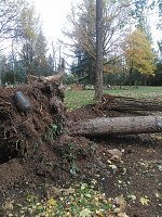 Bild: Umgest&uuml;rzte B&auml;ume auf dem Hauptfriedhof