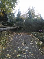 Bild: Umgest&uuml;rzte B&auml;ume auf dem Hauptfriedhof