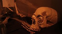 Bild: Halloween in Nordhausen