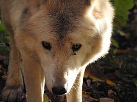 Bild: Peter Blei im B&auml;renpark Worbis