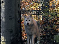 Bild: Peter Blei im B&auml;renpark Worbis