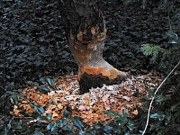 Bild: Abstecher in den W&ouml;rlitzer Park