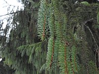 Bild: Der Harz taut...