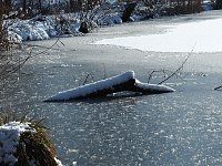 Bild: Winter am Hirschenteich