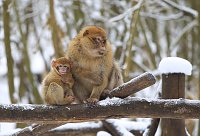 Bild: Affenbande auch im Schnee unterwegs