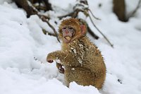 Bild: Affenbande auch im Schnee unterwegs
