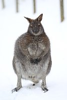 Bild: Affenbande auch im Schnee unterwegs