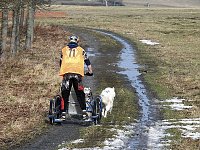 Bild: Schlittenhunde rennen rund um Benneckenstein