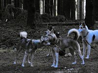 Bild: Schlittenhunde rennen rund um Benneckenstein