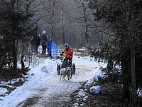 Bild: Schlittenhunde rennen rund um Benneckenstein